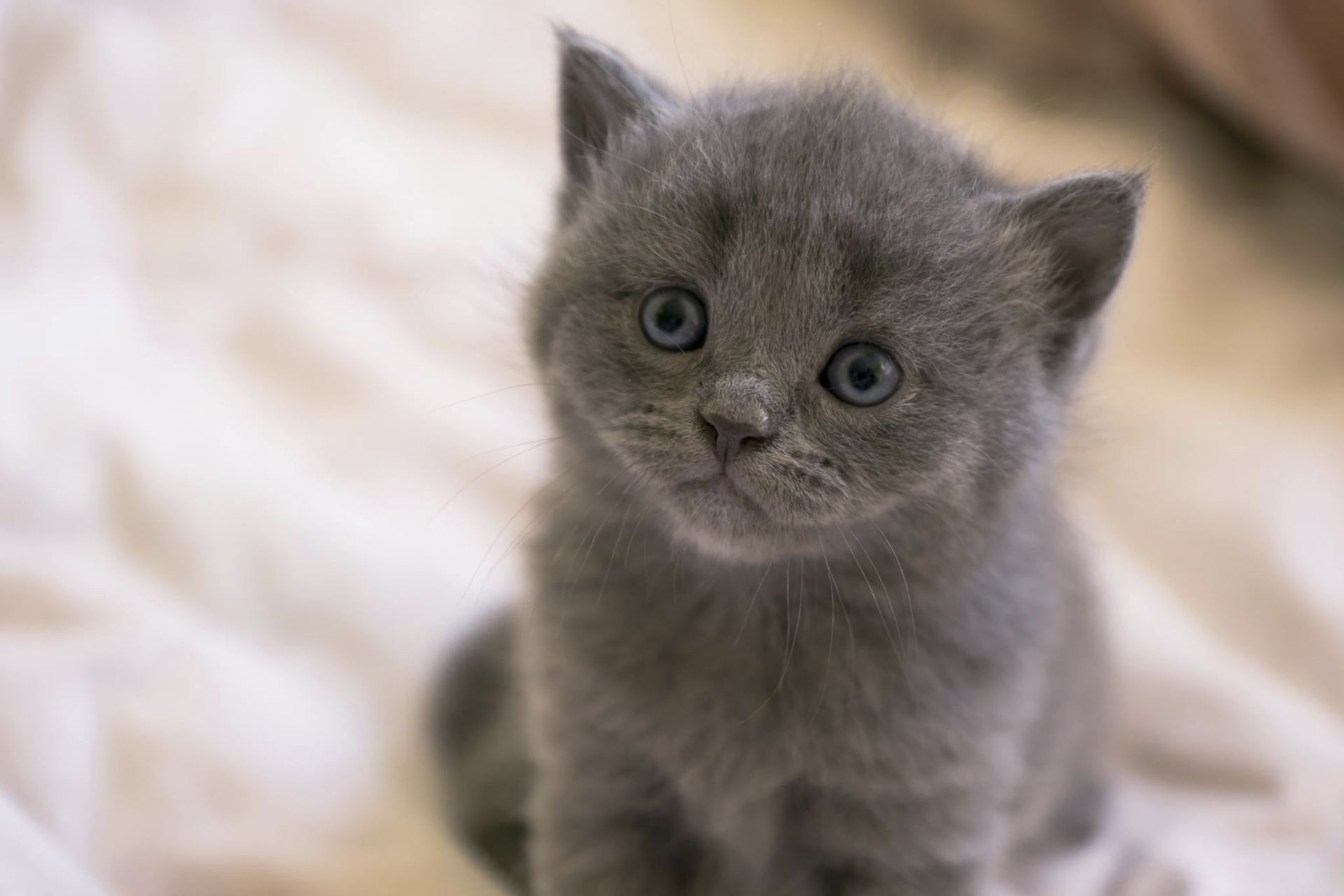 Russian Blue Kitten - Russian Blue Kitten