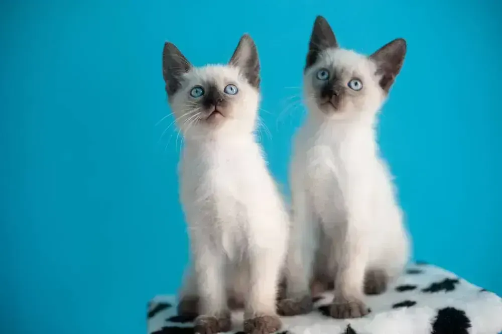 Siamese Kitten - Siamese Kitten