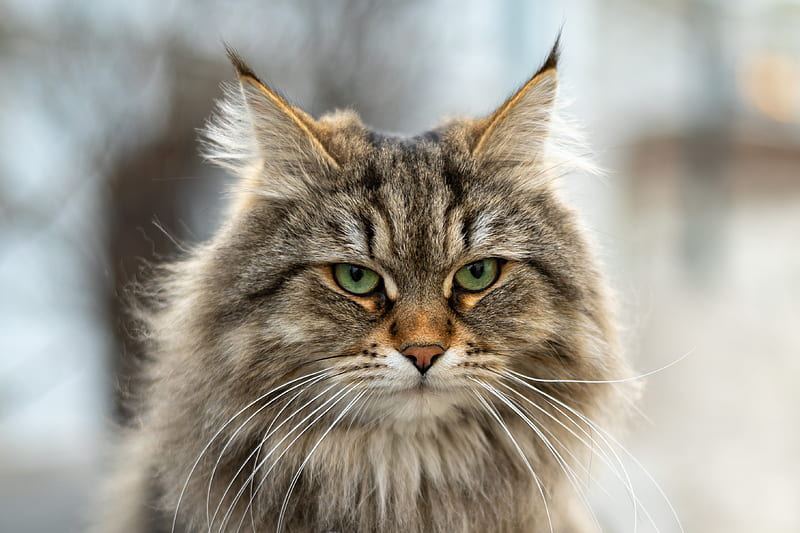 Siberian Kitten - Siberian Kitten