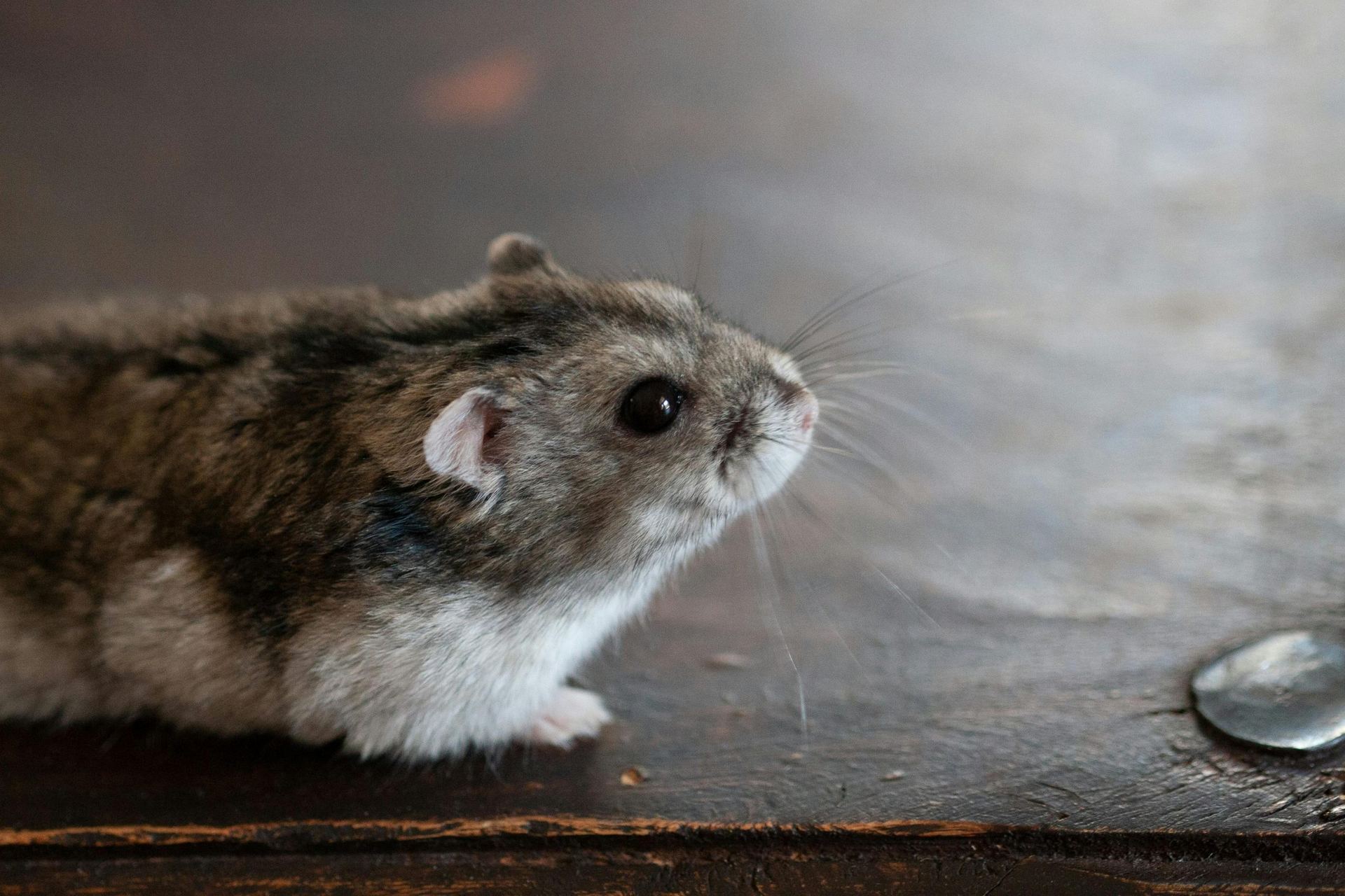 Hamsters