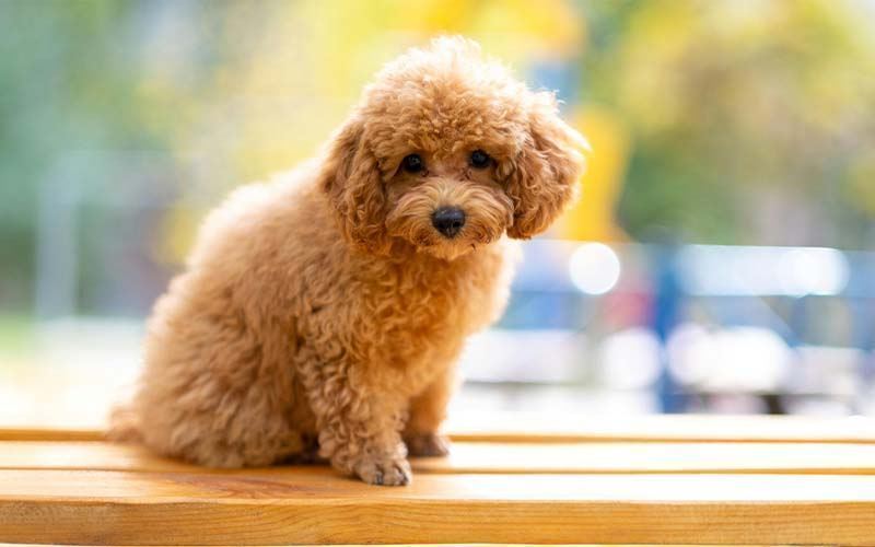 Toy Poodle Puppy