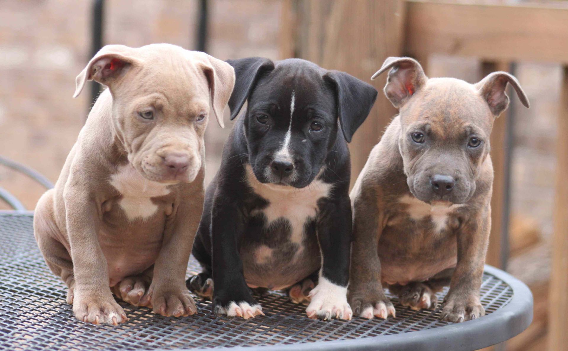 Pitbull Terrier Puppy available in Bengaluru East