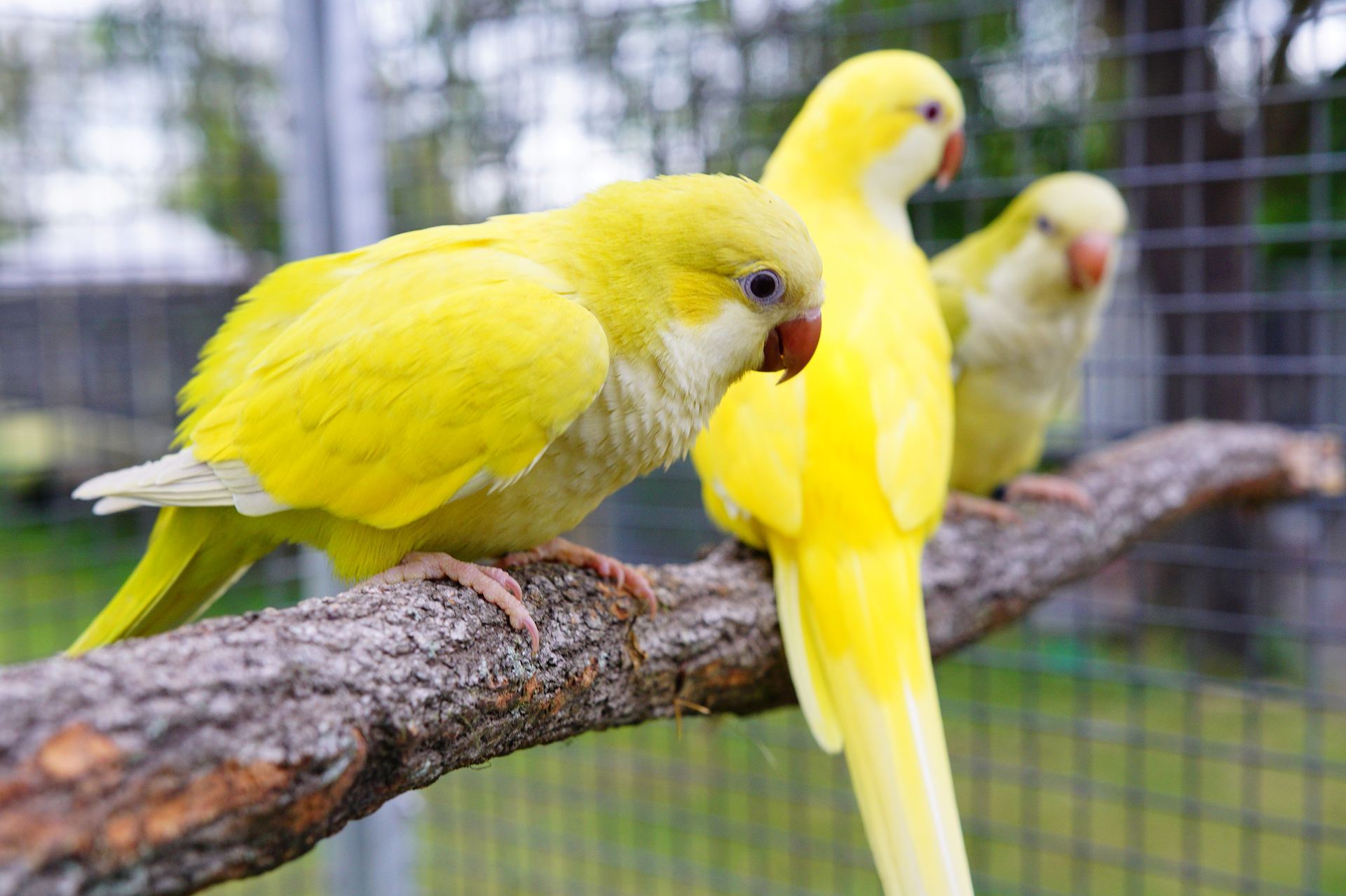 Yellow Monk | Lutino Quaker Parrot